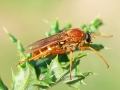 Coenomyia_ferruginea_Weibchen.jpg