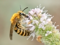 Colletes_hederae_Weibchen.jpg