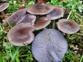Collybia sordida