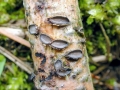 Colpoma_quercinum.jpg