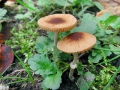 Conocybe arrhenii