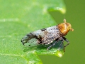 Conomelus cf. anceps
