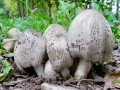 Coprinopsis_atramentaria.jpg