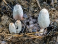 Coprinus sterquilinus