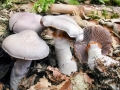 Cortinarius_alboviolaceus.jpg