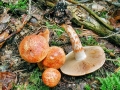 Cortinarius_bolaris.jpg