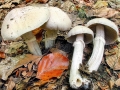 Cortinarius_caperatus.jpg