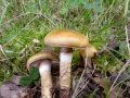 Cortinarius trivialis