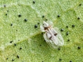 Corythucha ciliata