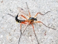 Ctenophora pectinicornis