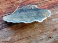 Cyanosporus_caesius.jpg