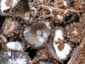 Cyathus_striatus.jpg