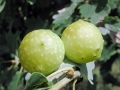 Cynips quercusfolii