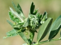 Dasineura loewiana