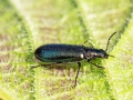 Dasytes_caeruleus.jpg