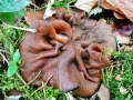 Discina_ancilis.jpg