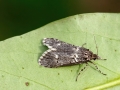 Diurnea_fagella_Maennchen.jpg