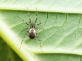 Drapetisca socialis