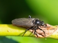 Empis_ciliata_Weibchen.jpg