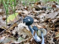 Entoloma_nitidum.jpg