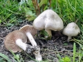 Entoloma_saepium.jpg