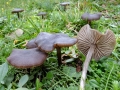 Entoloma_sericeum.jpg