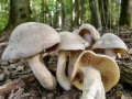 Entoloma_sinuatum.jpg