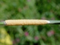 Epichloe_typhina.jpg
