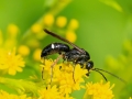 Episyron_rufipes_Weibchen.jpg