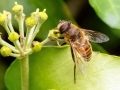 Dateiname=Eristalis_tenax_Maennchen.jpg
Dateigröße=206KB
Abmessungen: 640x480
hinzugefügt am: 08. 08. 2021 Eristalis_tenax_Maennchen.jpg