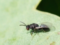 Eurytoma_brunniventris_Weibchen.jpg