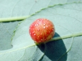 Euura_acutifolia_daphnoides.jpg