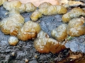 Exidia cartilaginea
