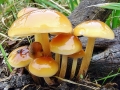 Flammulina velutipes