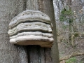 Fomes fomentarius