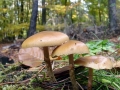 Galerina_marginata.jpg