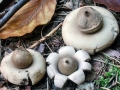 Geastrum_fimbriatum.jpg