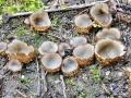 Geopora_arenicola.jpg