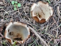 Geopora_sumneriana.jpg