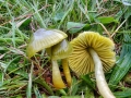 Gliophorus psittacinus
