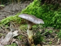 Gomphidius glutinosus