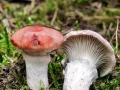 Gomphidius_roseus.jpg