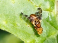 Goniglossum wiedemanni
