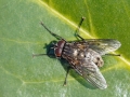 Helina_evecta_Maennchen.jpg