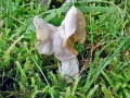 Helvella_crispa.jpg