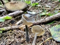 Helvella_macropus.jpg