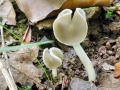 Helvella_pezizoides.jpg