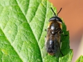 Heptatoma_pellucens_Maennchen.jpg