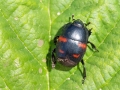 Hister_quadrimaculatus.jpg