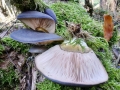 Hohenbuehelia_serotina.jpg